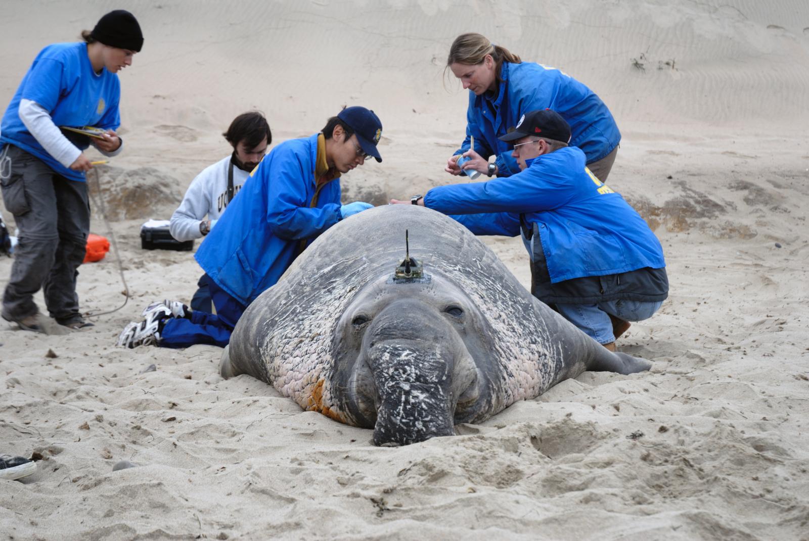 The Elephant Seals are on their Way Back Coastside State Parks